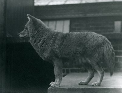 A Coyote at London Zoo, October 1920 by Frederick William Bond